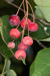 Serviceberry